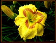 12th Jun 2018 - Day Lily of the Day