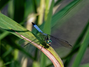 16th Jun 2018 - blue dragonfly