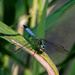 blue dragonfly by rminer
