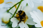 16th Jun 2018 - Bumblebee