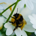 Bumblebee by elisasaeter