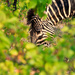 Zebra by leonbuys83
