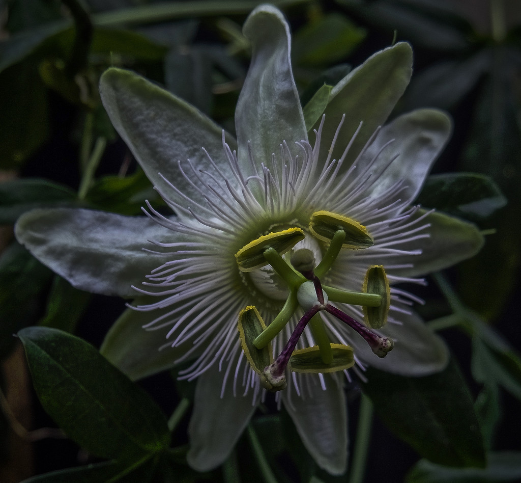 Passion Flower by tonygig