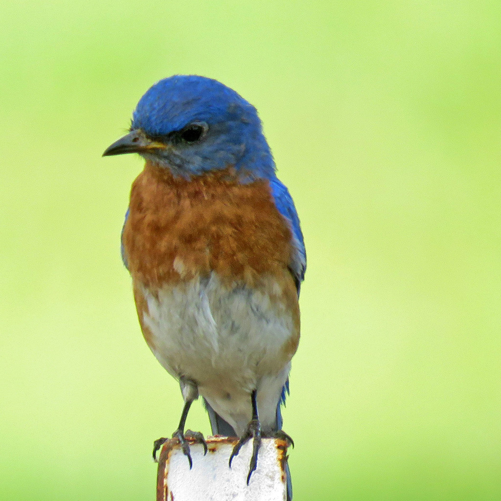 One Frowning Bluebird by milaniet
