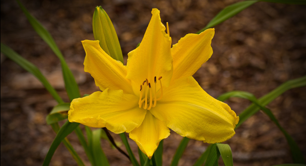 Yellow Flower! by rickster549