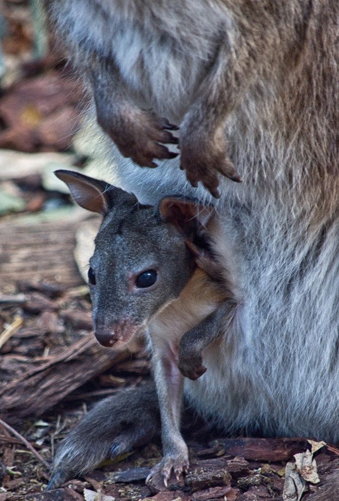 pademelon joey by annied