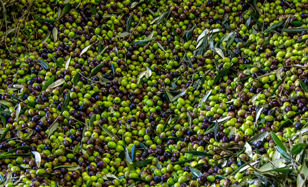 Olive Harvest by yorkshirekiwi