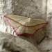 Moths of Warwickshire 4. Blood vein by steveandkerry