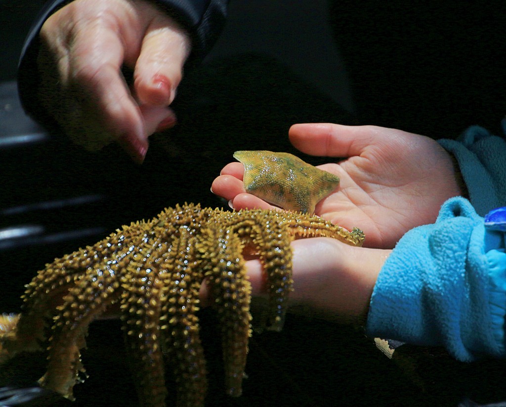 Hands on starfish by kiwinanna