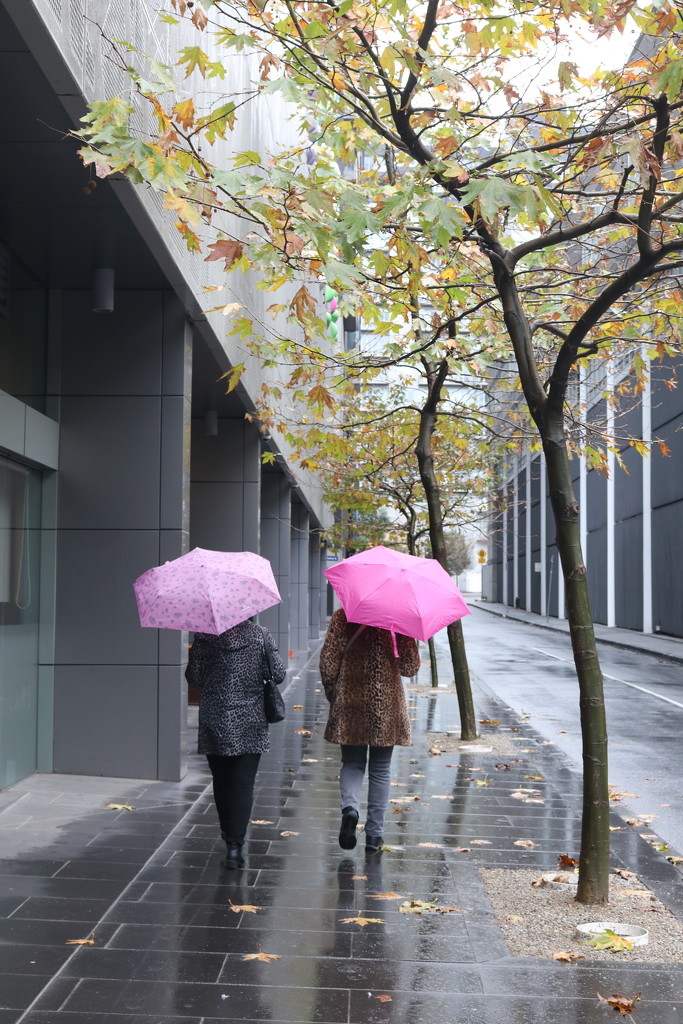 Brolly girls in the Melbourne rain by gilbertwood