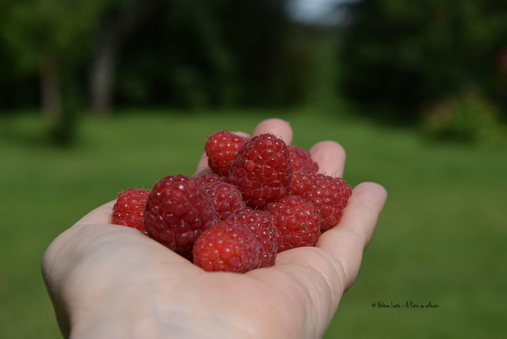 organic raspberries from the garden by parisouailleurs