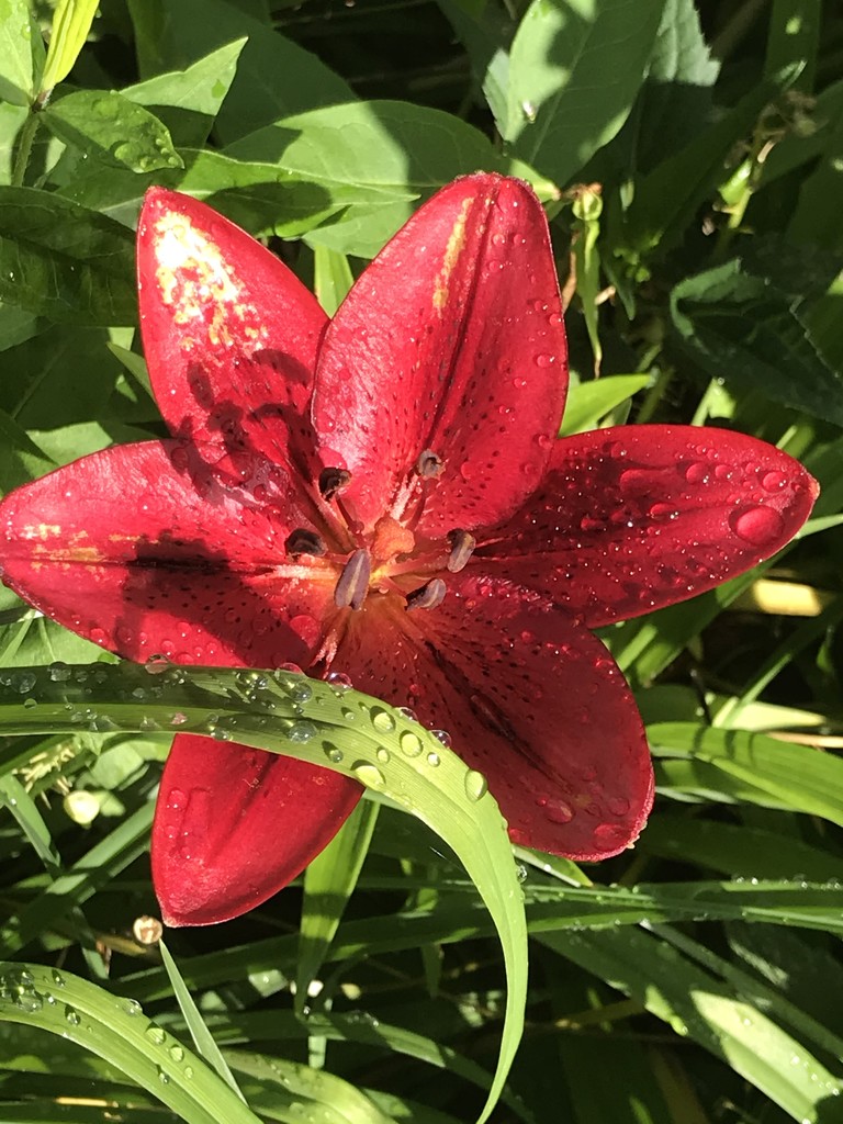 Dew on lily by pfaith7
