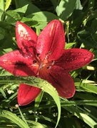 17th Jun 2018 - Dew on lily