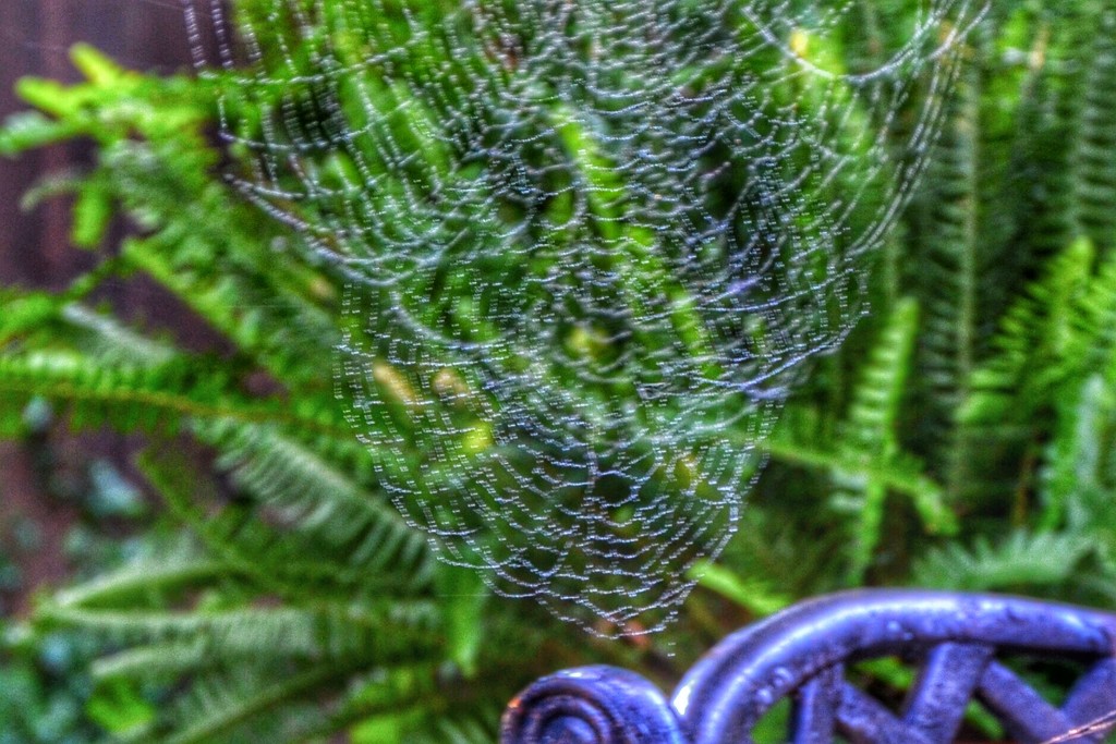 The patio double spider web, in the wind! by louannwarren
