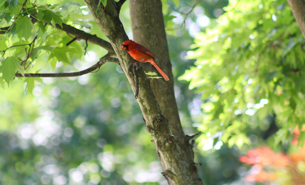 Cardinal in a tree by mittens