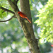 Cardinal in a tree by mittens