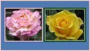 17th Jun 2018 - Pink banded rose and yellow fragrant rose.