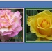 Pink banded rose and yellow fragrant rose. by grace55