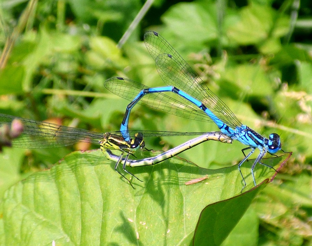 Blue damselflies mating by julienne1