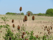 7th May 2018 - Teasels