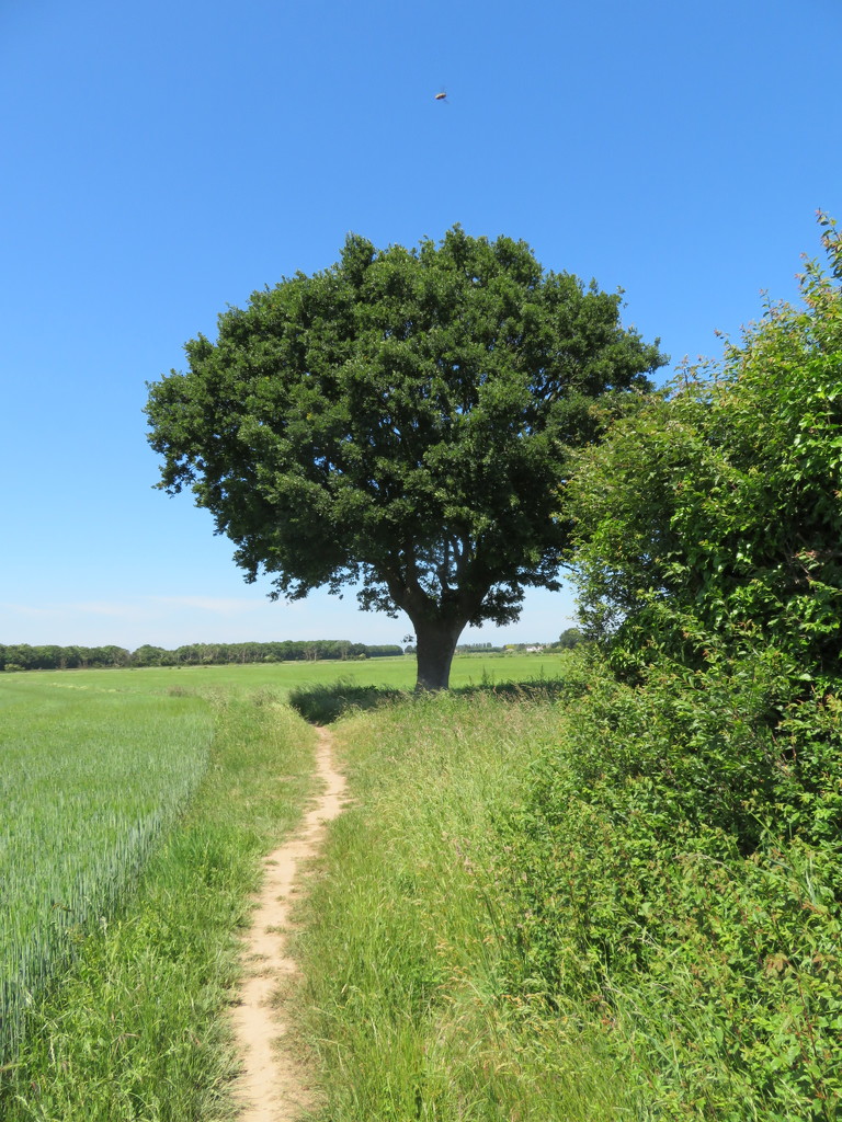 A tree in Trimley by lellie