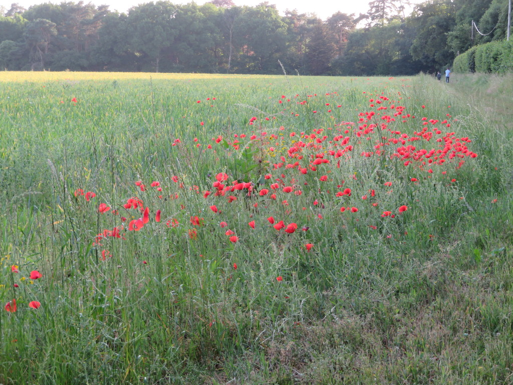 Poppies by lellie