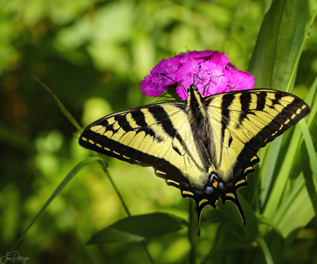 Swallowtail Sipping from Sweet William  by jgpittenger