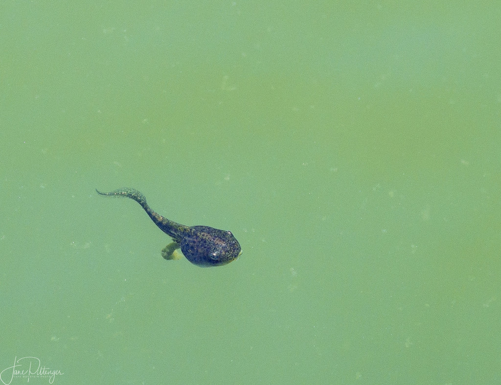 Tadpole Pooping in Jim's Pond  by jgpittenger