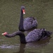 LHG_5433 Black swan Pair by rontu