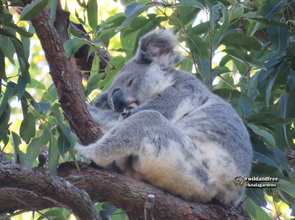 fav spot by koalagardens