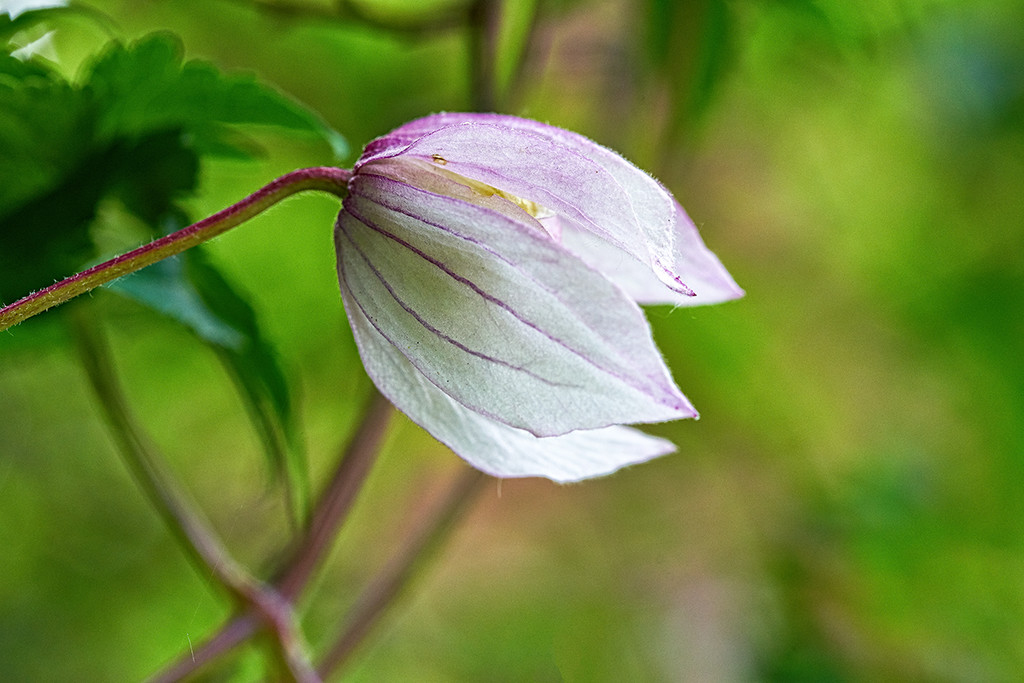 Tiny Pink Clematis by gardencat
