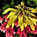 Yellow & Variegated Pink Poinsettia ~ by happysnaps