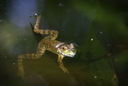 17th Jun 2018 - LHG_5445 Mr Froggy