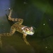 LHG_5445 Mr Froggy by rontu
