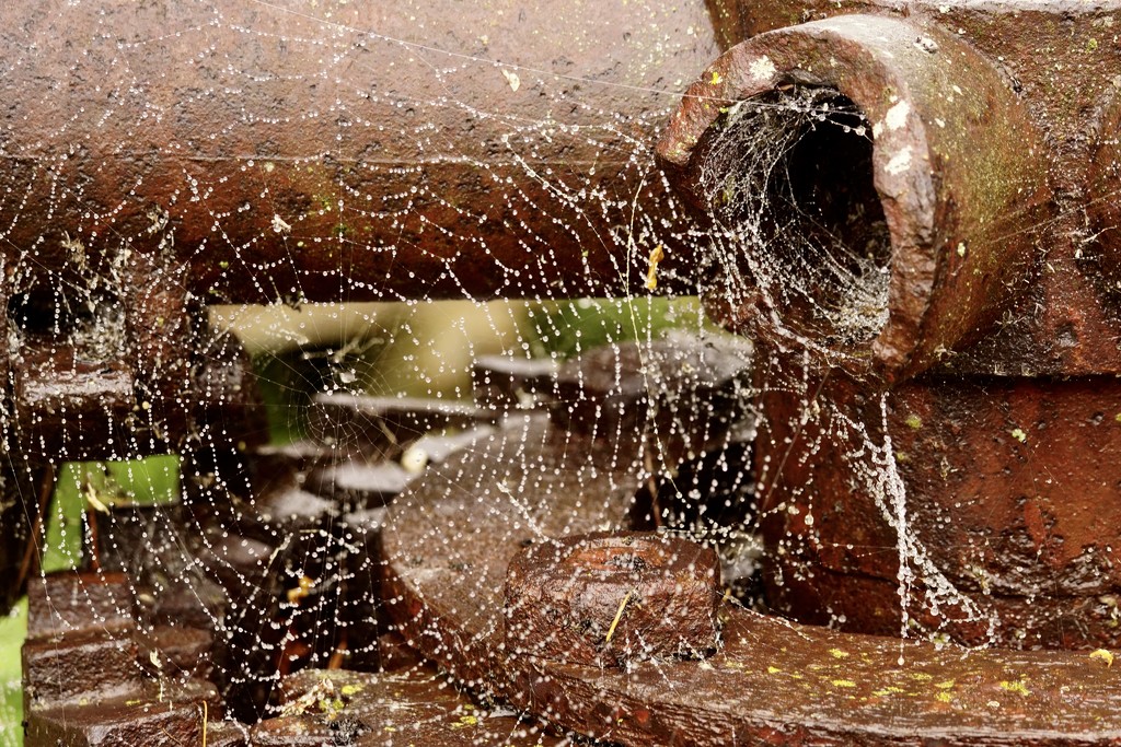 webs & rust by amyk