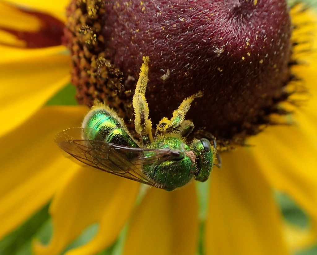 Pollinator by cjwhite