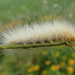 Tiny Caterpillar Feet by cjwhite