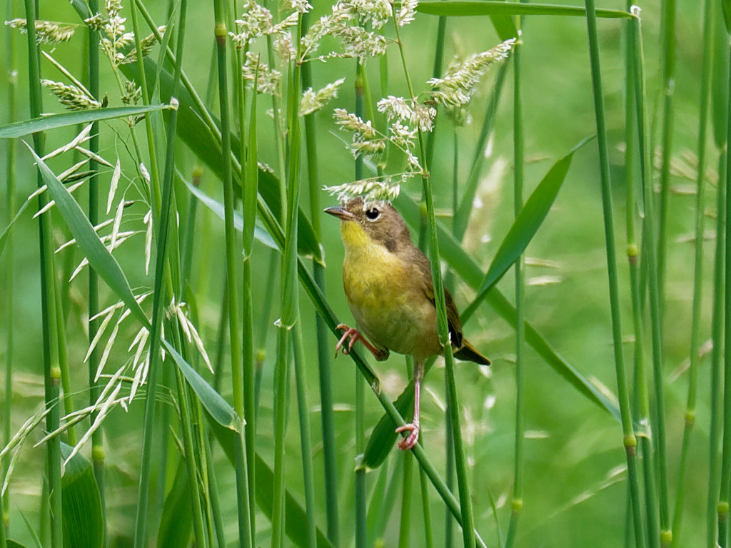 Female Common Yellowthroat  by rminer