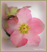 18th Jun 2018 - Winter Rose... Hellebore..