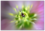 18th Jun 2018 - Close up Hellebore ...