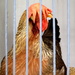 Very shy lady Chook!!! Agricultural  show by 777margo