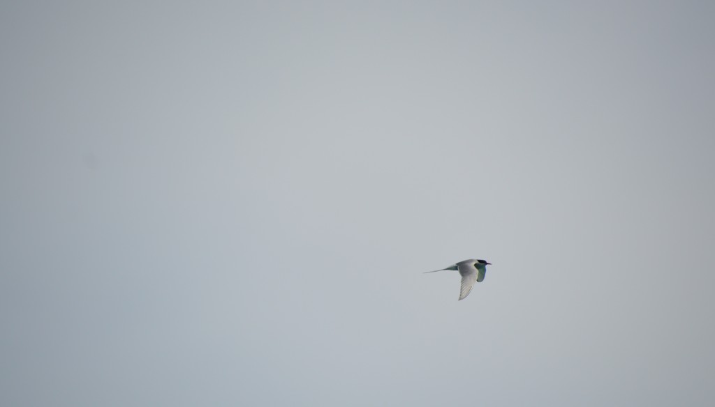 Artic Tern by bigdad