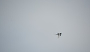 18th Jun 2018 - Artic Tern