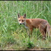 Hello Foxy by rosiekind