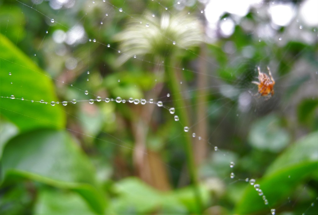 DSCN1054 spider in the rain by marijbar