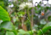 18th Jun 2018 - DSCN1054 spider in the rain