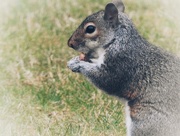 18th Jun 2018 - Squirrel