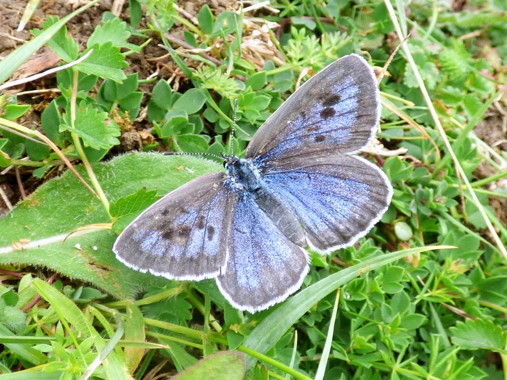 Large Blue Butterfly by julienne1
