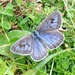 Large Blue Butterfly by julienne1
