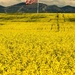 Blooming Canola! by 365karly1